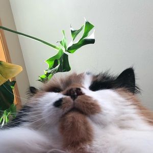 Meet your Posher, Ava